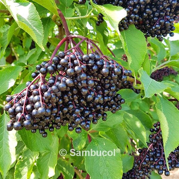 Sambucol Berries Official 2